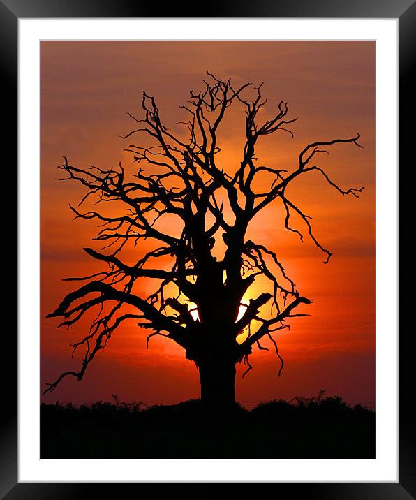 Lone Sunset Tree Framed Mounted Print by Mike Gorton