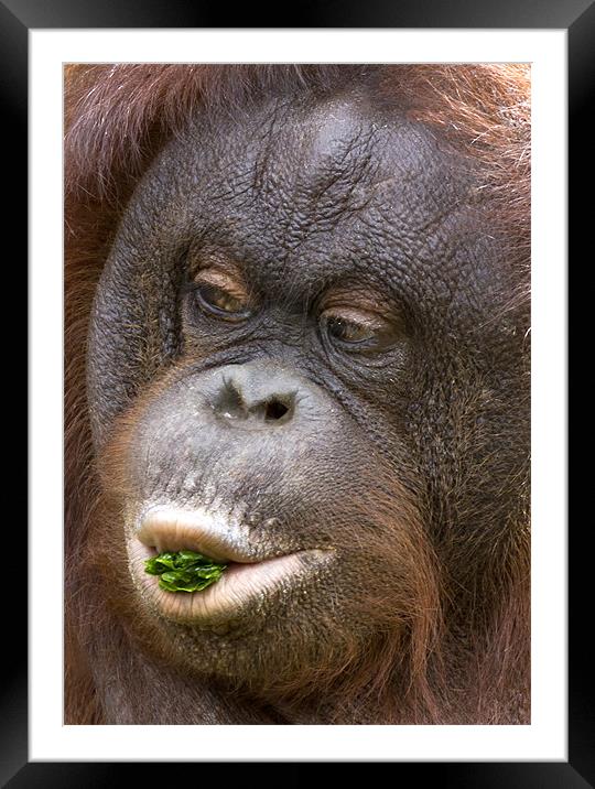 Orangutan Framed Mounted Print by Mike Gorton