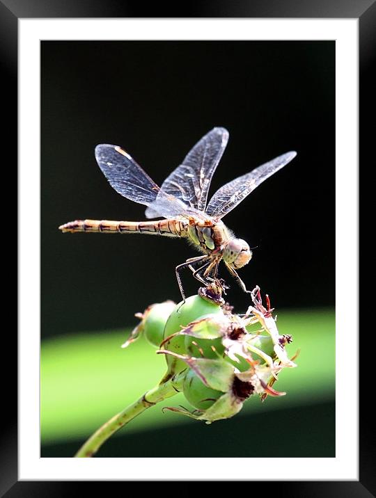 Dragon Fly Sympetrum striolatum - Common Darter Framed Mounted Print by Mike Gorton