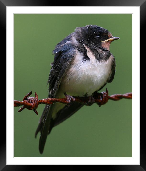 Swallow just fledged Framed Mounted Print by Mike Gorton