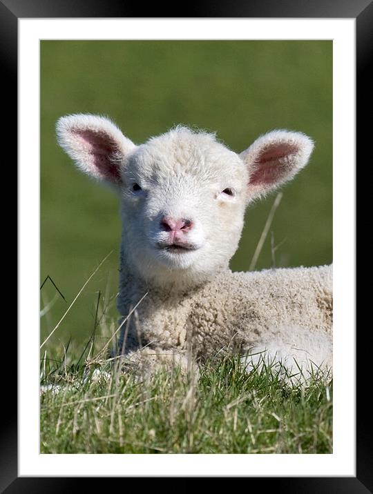 Lamb Framed Mounted Print by Mike Gorton