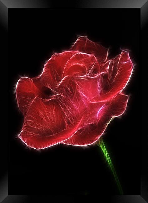 Electric Red Rose Framed Print by Mike Gorton