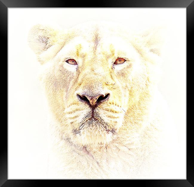 Lioness Framed Print by Mike Gorton