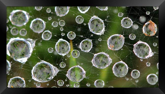 Spiders Web adorned with water droplets Framed Print by Mike Gorton