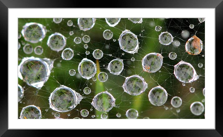 Spiders Web adorned with water droplets Framed Mounted Print by Mike Gorton