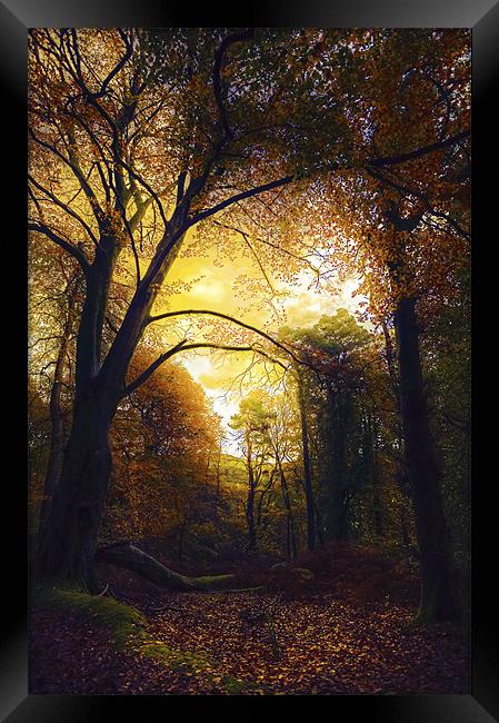 Autumn Glow in The Forest Framed Print by Mike Gorton