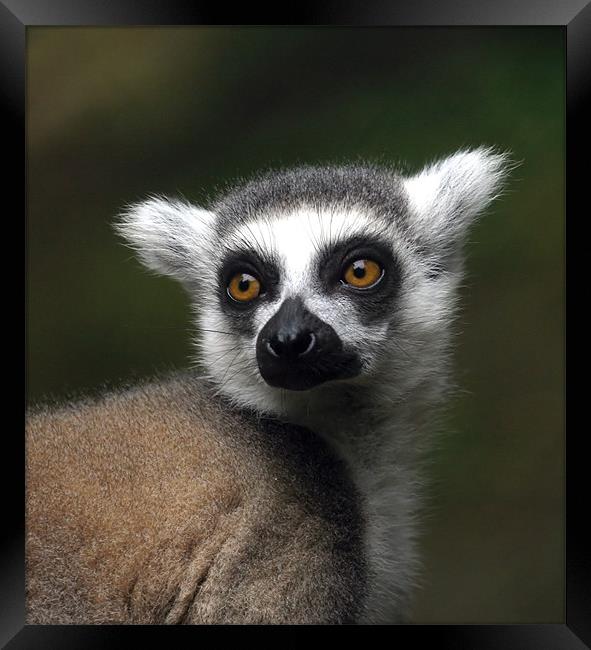 Ring-tailed lemur Framed Print by Mike Gorton
