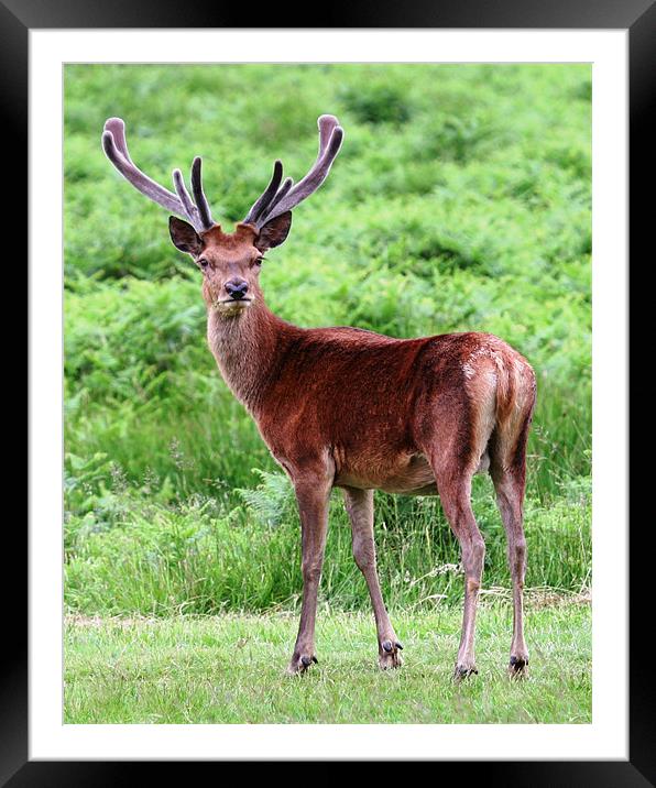 Red Deer Stag Framed Mounted Print by Mike Gorton