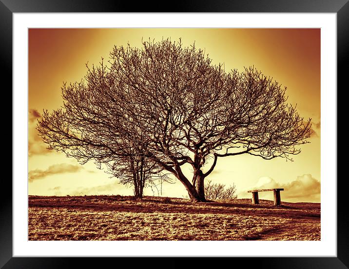 Golden Tree Framed Mounted Print by Mike Gorton