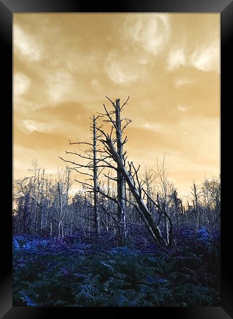 Death of The trees Framed Print by Mike Gorton