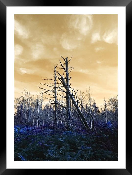 Death of The trees Framed Mounted Print by Mike Gorton