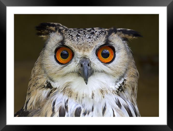 Bengal Eagle Owl Framed Mounted Print by Mike Gorton