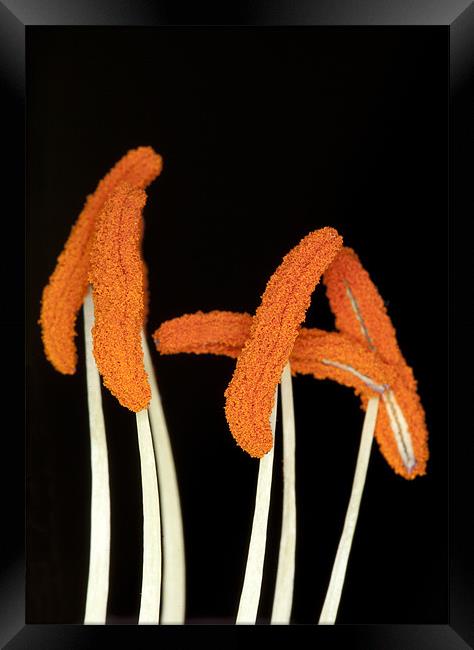 Orange Lily Stamen Framed Print by Mike Gorton