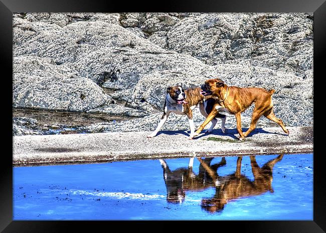 Playful Boxer Dogs on a Beach Framed Print by Mike Gorton