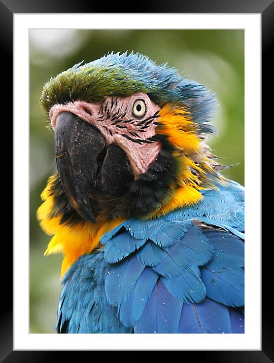 Vibrant Parrot Framed Mounted Print by Mike Gorton