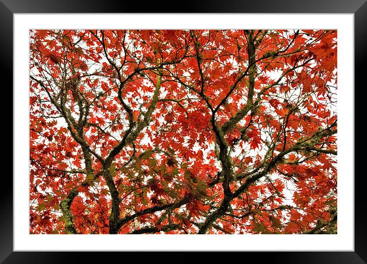 Autumn Red Canopy Framed Mounted Print by Mike Gorton