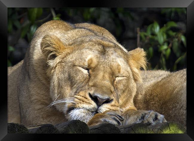 Sleeping Lioness Framed Print by Mike Gorton