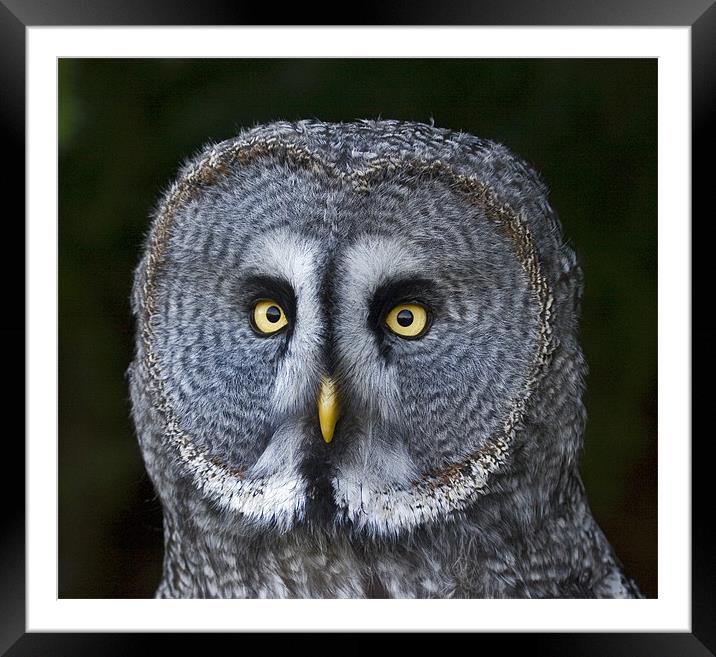 Great Grey Owl Framed Mounted Print by Mike Gorton