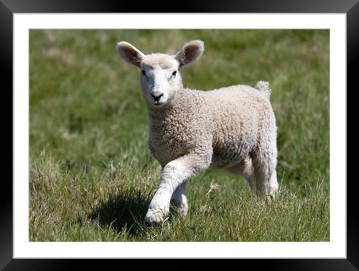 Spring Lamb Framed Mounted Print by Mike Gorton