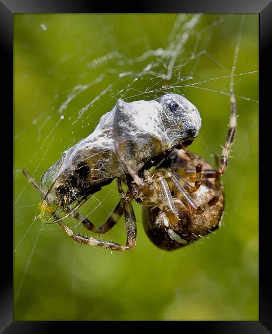 The Spider's Prey Framed Print by Mike Gorton