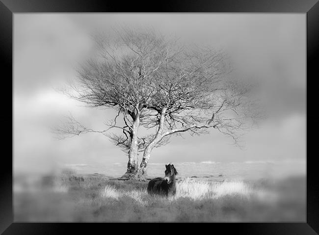 Exmoor Pony under a lone tree Framed Print by Mike Gorton