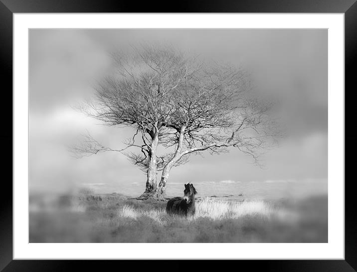 Exmoor Pony under a lone tree Framed Mounted Print by Mike Gorton