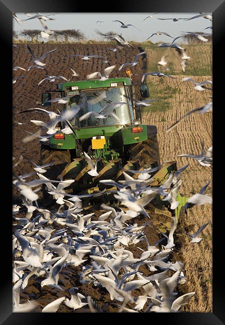 Another Year Another Crop Another Feast Framed Print by Mike Gorton
