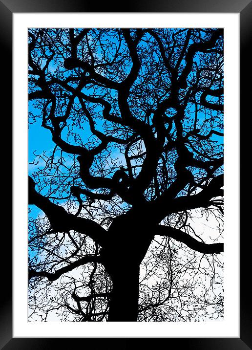 Twisted Tree Framed Mounted Print by Mike Gorton