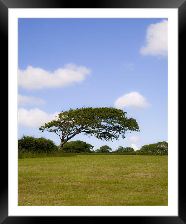 The Windswept Tree Framed Mounted Print by Mike Gorton
