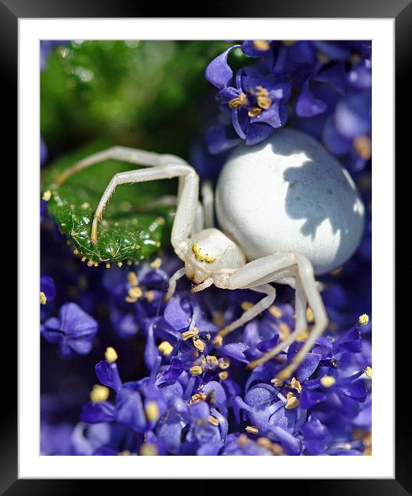 White Crab Spider Framed Mounted Print by Mike Gorton