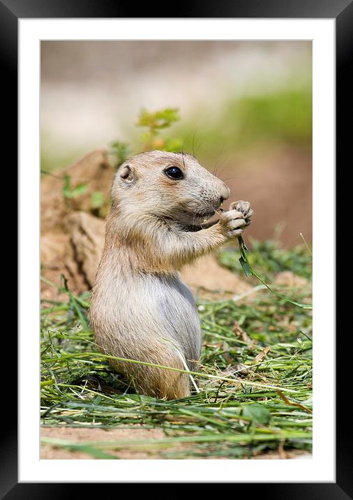 Prairie Dog Baby Framed Mounted Print by Mike Gorton