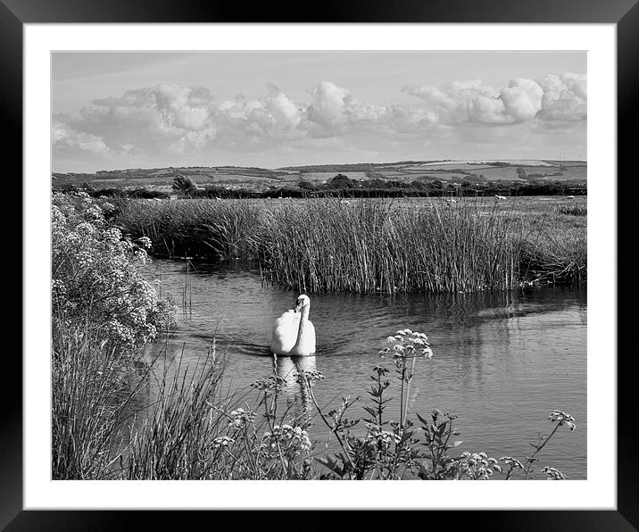 Swan on The Burrows Framed Mounted Print by Mike Gorton