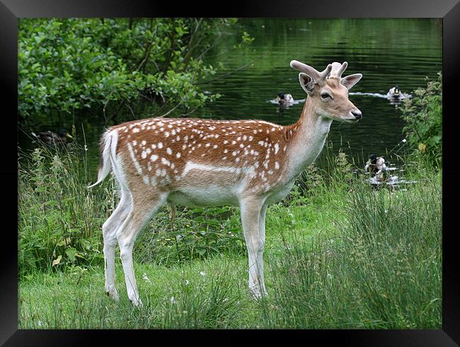 Fallow Deer Framed Print by Mike Gorton