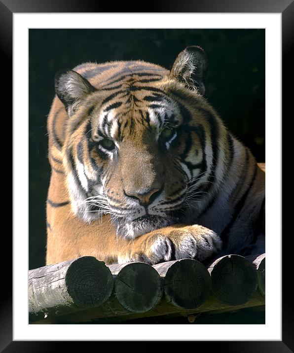 Eyes of The Tiger Framed Mounted Print by Mike Gorton