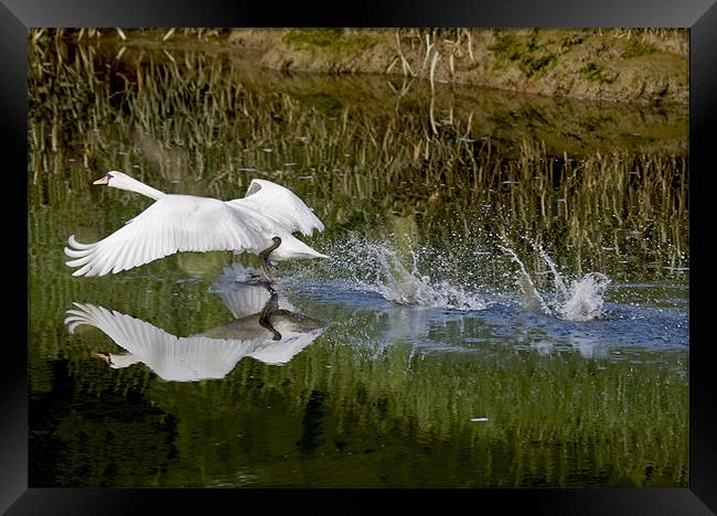 White Swan taking off Framed Print by Mike Gorton