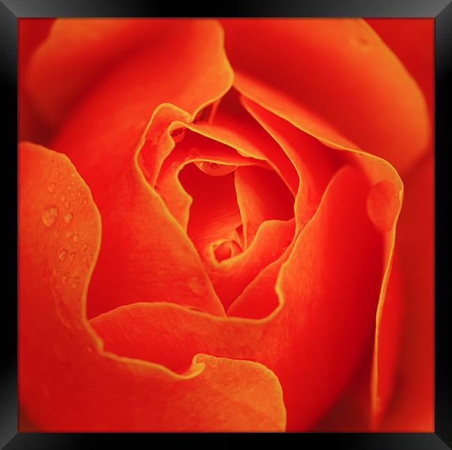 Autumn orange red rose Framed Print by Mike Gorton