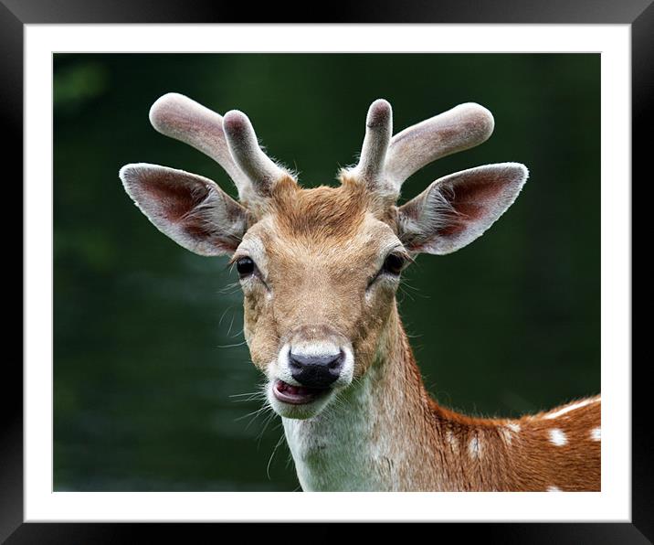 Fallow Deer eating Framed Mounted Print by Mike Gorton