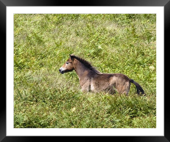 Exmoor pony on the run Framed Mounted Print by Mike Gorton
