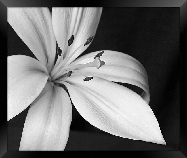 Fragrant Lily Framed Print by Mike Gorton