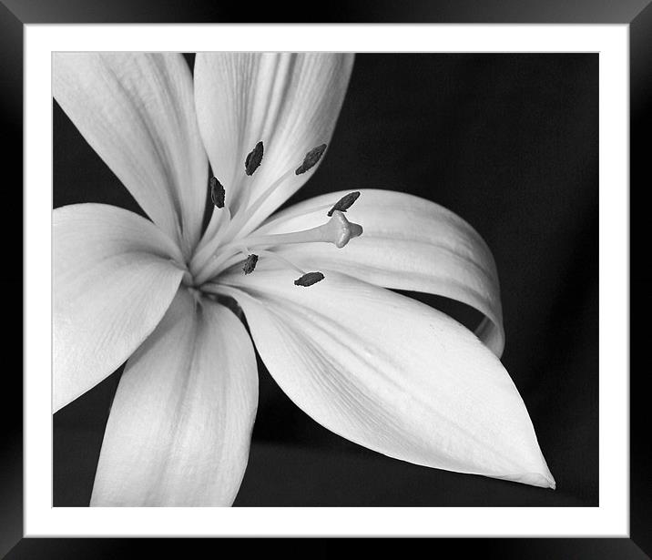 Fragrant Lily Framed Mounted Print by Mike Gorton