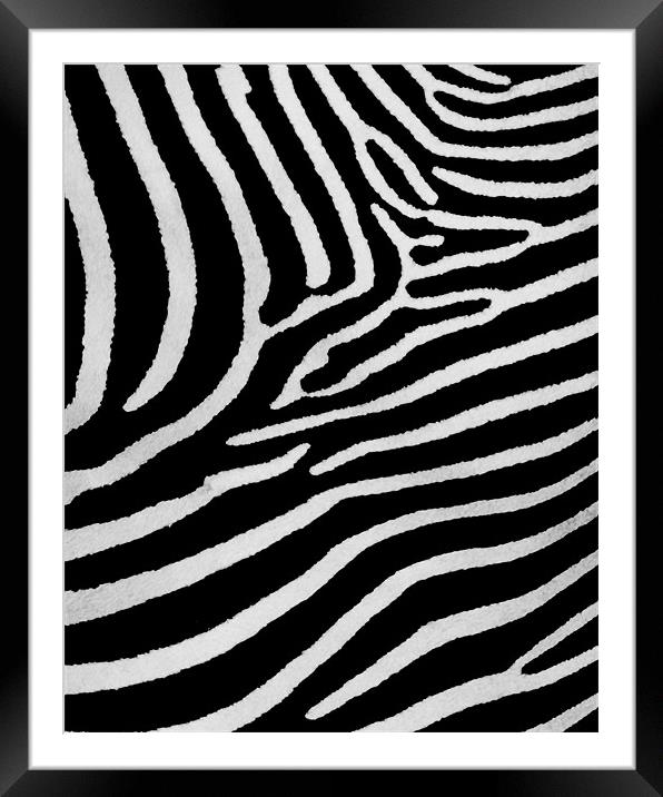 Zebra skin Framed Mounted Print by Mike Gorton