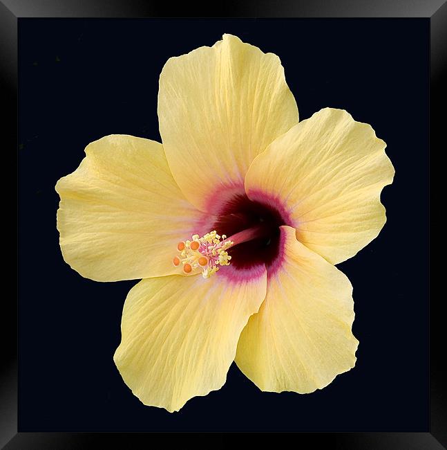 Hibiscus Framed Print by Mike Gorton