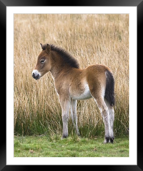 Exmoor Pony Foal Framed Mounted Print by Mike Gorton