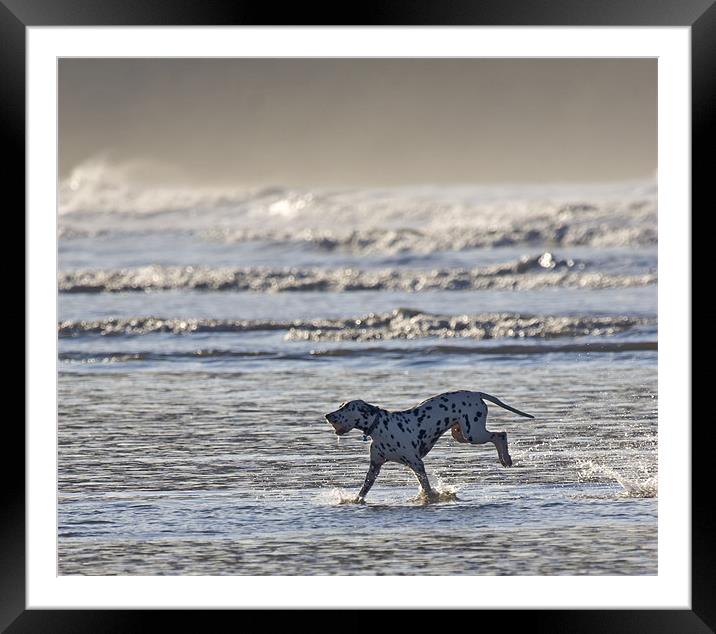 Happy Dalmatian  Framed Mounted Print by Mike Gorton
