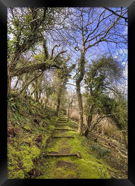 Mossy Steps Framed Print by Mike Gorton