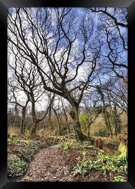 Guardian Tree Framed Print by Mike Gorton