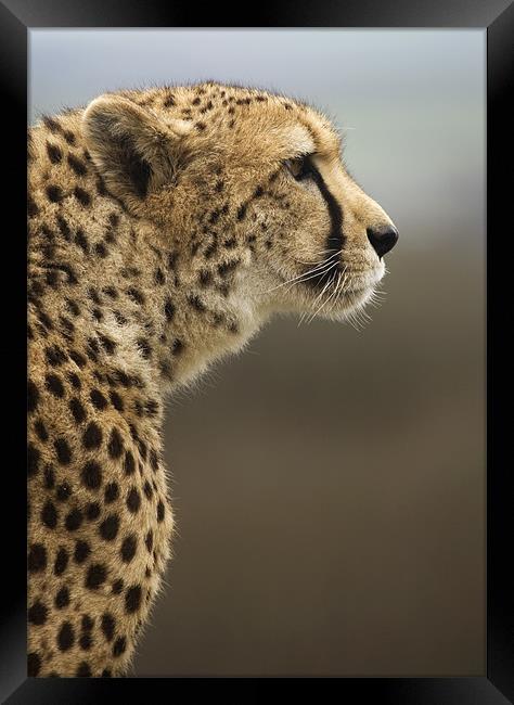 Cheetah Framed Print by Mike Gorton