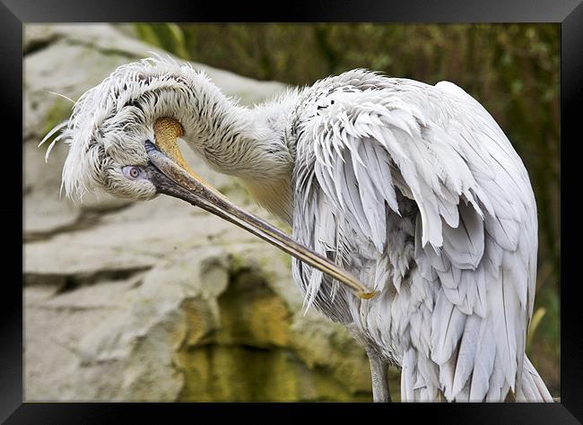 Soggy Pelican Framed Print by Mike Gorton