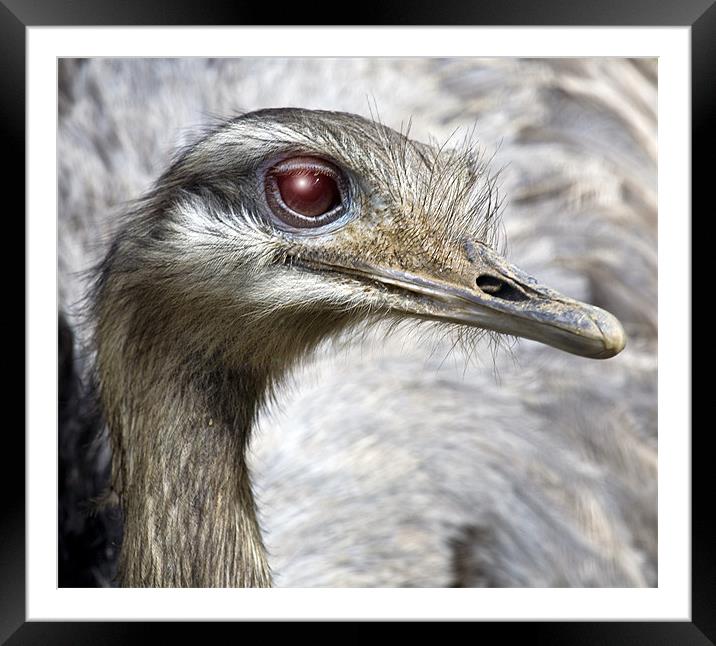 Ostrich Framed Mounted Print by Mike Gorton