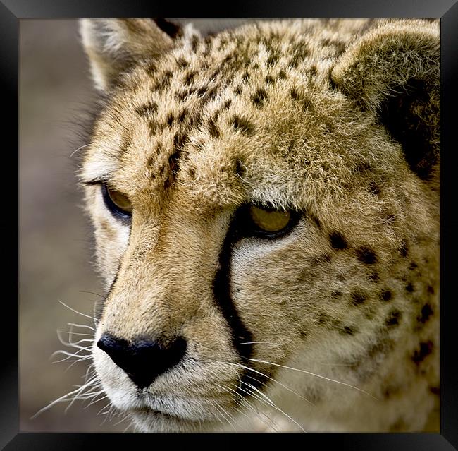 Cheetah Head Framed Print by Mike Gorton